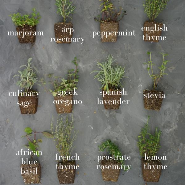How to Start a Herb Garden at Home