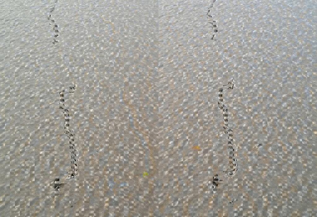The Tracks on the Seabed 'Look Like They Were Made Yesterday' Even Though They Are Over 40 Years Old