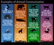 Is It Possible to Communicate with Animals?