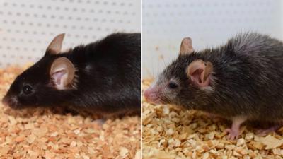 Can We Reverse Aging Through Science?