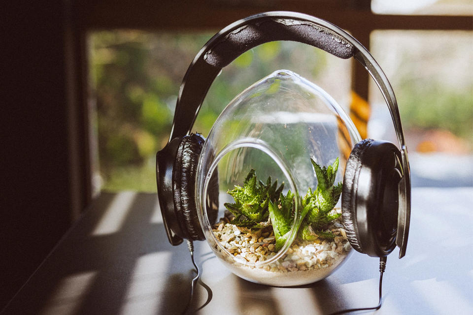 Do Plants Really Respond to Music?