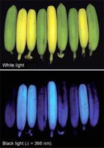Do Bananas Glow Blue Under UV Light?