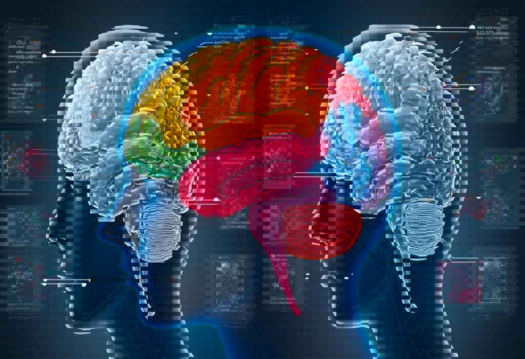 Do We Really Only Use 10% of Our Brain?