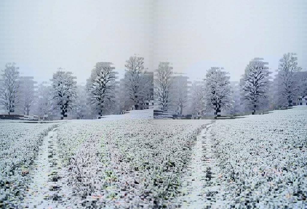 Brace for a Return of Frosty Temperatures Across the UK Next Week