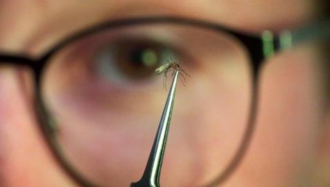 Çin'de Chikungunya Salgını: Halk Sağlığı İçin Acil Durum İlan Edildi