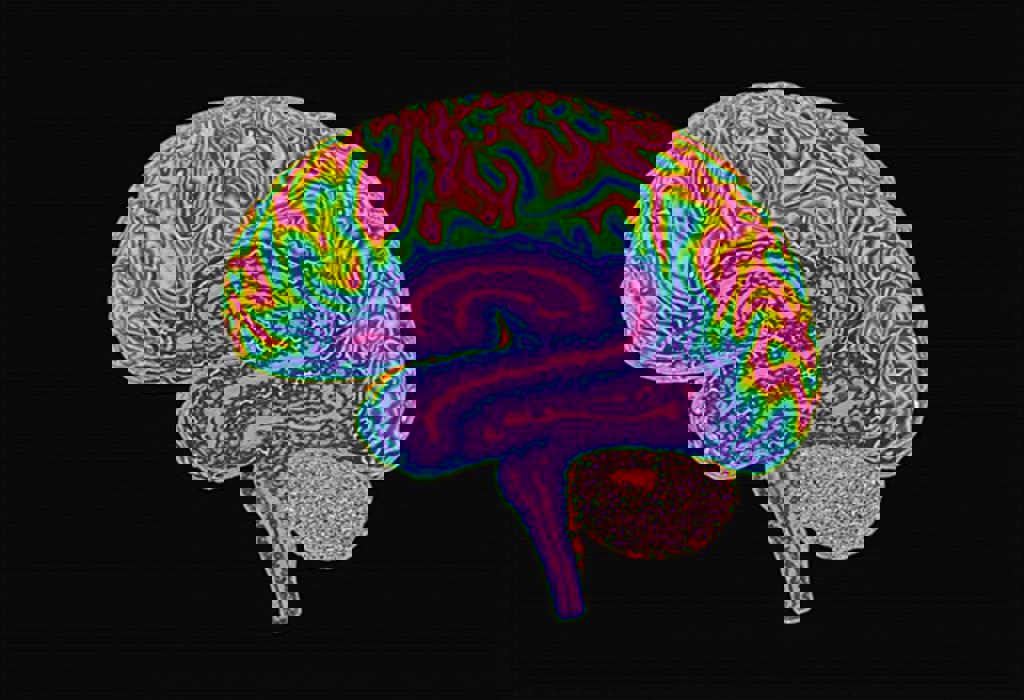 The Largest 3D Map of a Mammalian Brain Provides New Insights into Neural Activity and Behavior