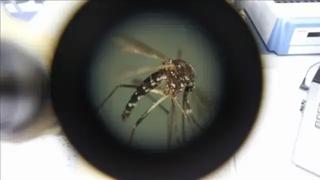 Çin'de Chikungunya Ateşi Salgını: Vaka Sayısı 1714'e Ulaştı