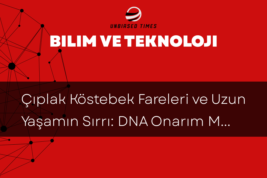 Çıplak Köstebek Fareleri ve Uzun Yaşamın Sırrı: DNA Onarım Mekanizması