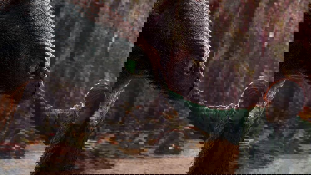 How to Train Your Dragon: DreamWorks' Live-Action Adaptation Receives Positive Early Reviews