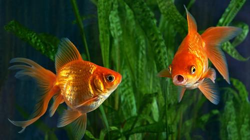 Do Goldfish Have a Three-Second Memory?