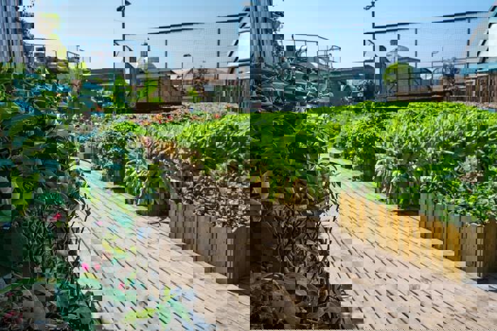 How to Cultivate a Sustainable Urban Garden