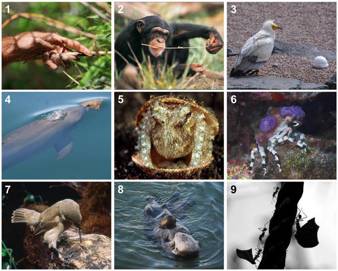 Are Humans Really the Only Tool-Using Species?