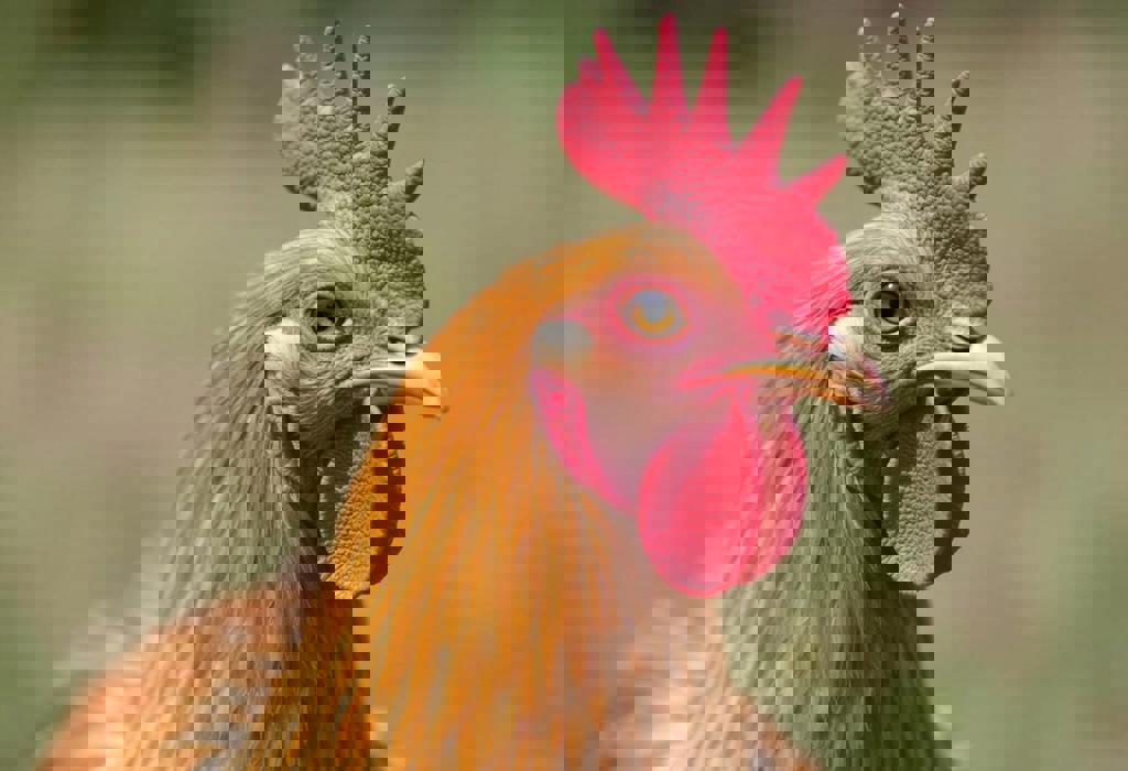 CDC Warns of Salmonella Outbreak Linked to Backyard Poultry Amid Rising Egg Prices