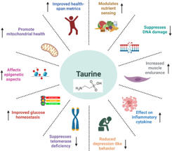 New Research Challenges Taurine as a Biomarker for Aging