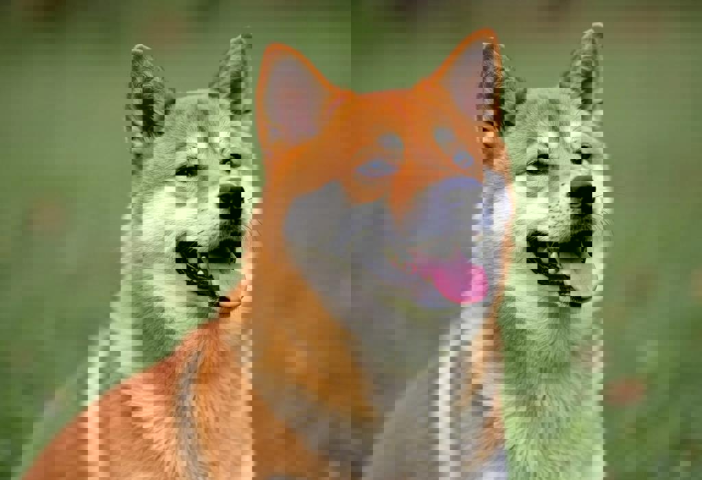 Shiba Inu Approaches Critical Price Levels as Market Interest Reignites