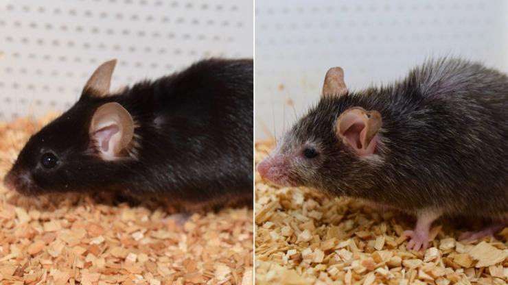 Can We Reverse Aging with Science?