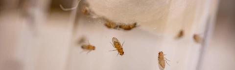 Revolutionary Fruit Fly Research Illuminates Drug Addiction Mechanisms