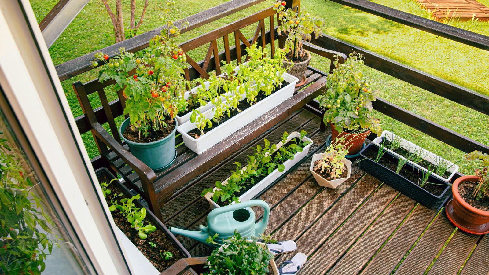 How to Start a Home Garden with Limited Space